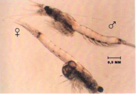 Figura 3 - Fêmea e macho adultos de  Mysidopsis juniae . 