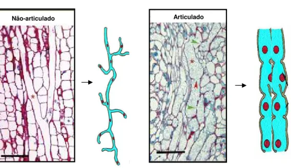 Figura  1-  Representação  esquemática  e  anatomia  dos  dois  tipos  de  laticíferos  mostrada  através  de  cortes  longitudinais  do  caule  de  Nerium  oleander  (não-articulado)  e  Papaver  somniferum  (articulado)