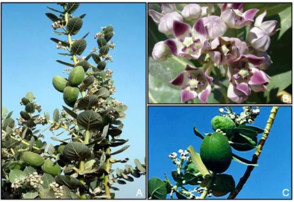 Figura 2 - A planta Calotropis procera (A). Detalhes da flor (B) e fruto (C).  