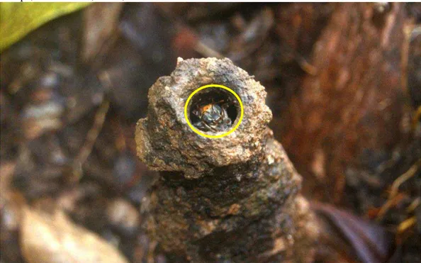 Figura  6  -  Detalhe  da  circunferência  de  entrada  de  um  ninho  silvestre  da  abelha  Melipona  quinquefasciata,  em  meio  a  vegetação  de  floresta  úmida  do  sedimentar