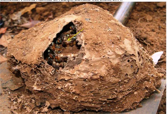 Figura 8 – Detalhe de um termiteiro ativo, usado como substrato de nidificação por um ninho  silvestre  de  abelha  Melipona  quinquefasciata,  em  meio  a  vegetal  de  floresta  úmida  do  sedimentar