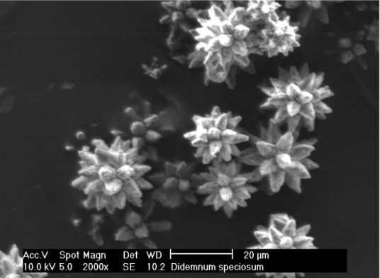 Figura 10 - Eletromicrografia de espículas de Didemnum speciosum.
