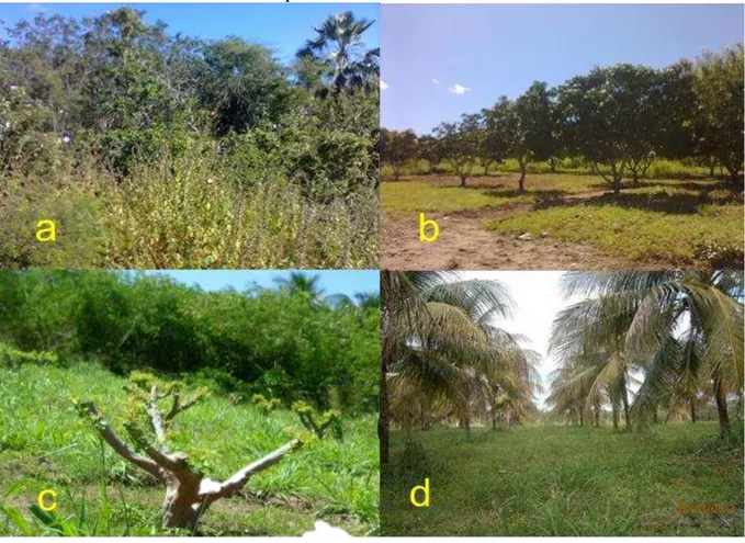 Figura 3 - Áreas da fazenda utilizada no experimento. a- Mata Nativa; b- Cultivo Mangueira; 