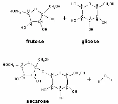 Figura 6.7. Reação que origina uma molécula de sacarose a partir da frutose e da glicose