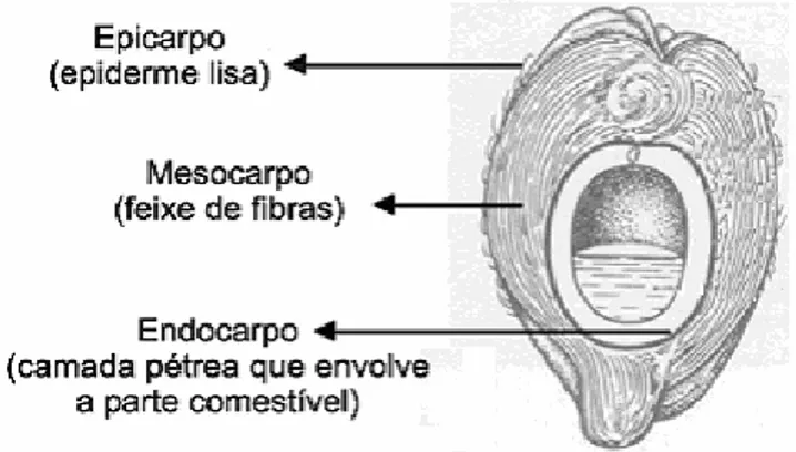 Tabela 1 - Caracterização química do pó da casca de coco verde 