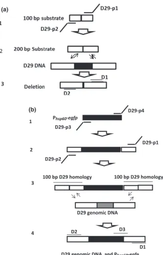 Fig. 1. Deletion of the 472 bp and insertion/replacement of the P hsp60 -egfp into the phage D29 genomic DNA