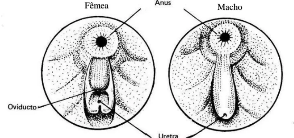 Figura 1  –  Esquematização da papila urogenital do sexo feminino e masculino da  tilápia do Nilo ( Oreochromis niloticus ) 