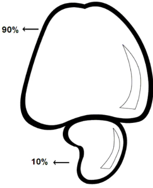 Figura 1  –  Relação de peso do caju 9:1 ( pedúnculo/ castanha) 