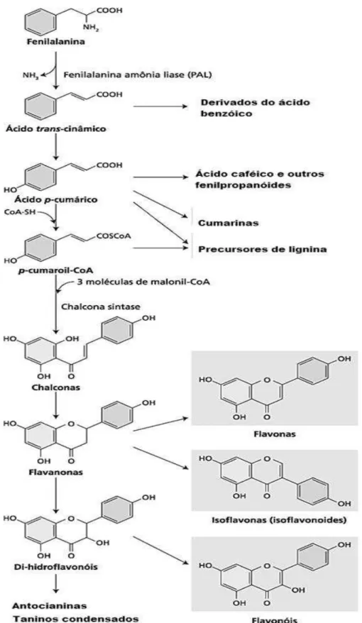Figura 5  –  Biossíntese de compostos fenólicos a partir da PAL 