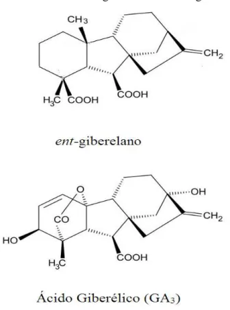 Figura 6  –  Estruturas do ent-giberelano e ácido giberélico 