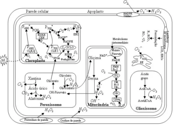 Figura 3 – Vias de formação das espécies reativas de oxigênio (EROs)  em células vegetais 