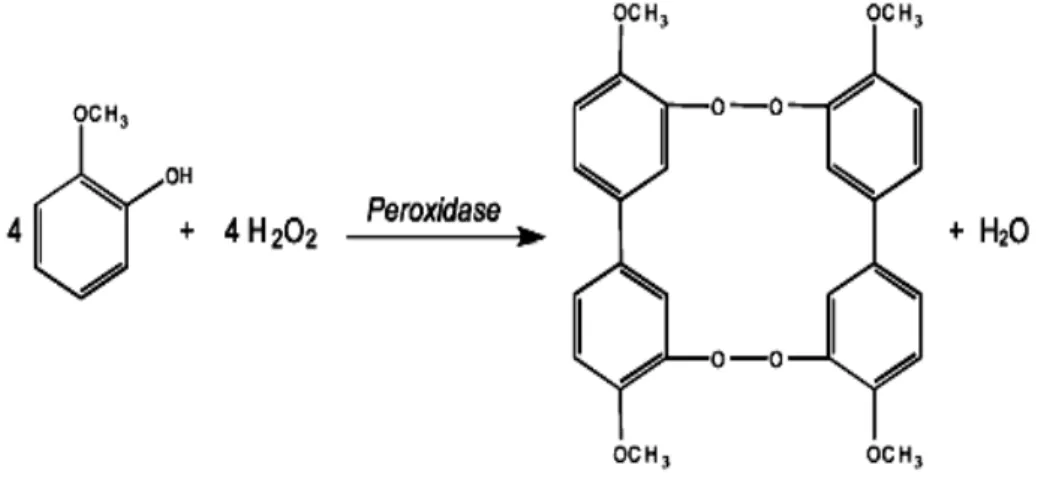 Figura 9 – Reação catalisada pela enzima G–POD na qual a mesma  converte o guaiacol e o peróxido de hidrogênio em tetraguaiacol 