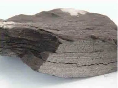 Fig. 3.1: Detalhe de um fragmento de folhelho pirobetuminoso do mesmo nível de onde  o fóssil de terópoda foi coletado
