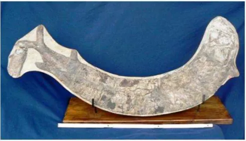 Fig. 4.16: Fóssil de um  Vinctifer comptoni   encontrado na Bacia Sedimentar do  Araripe (visto em 10 de dezembro de 2011 na página 
