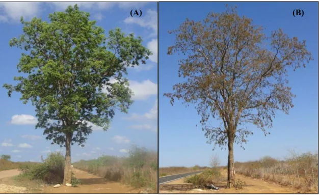 Figura  1  -  Aroeira-do-sertão  em  seu  habitat  natural,  durante  o  período  chuvoso  (A)  e  no  período de estiagem (B) (Fotos: Edilberto