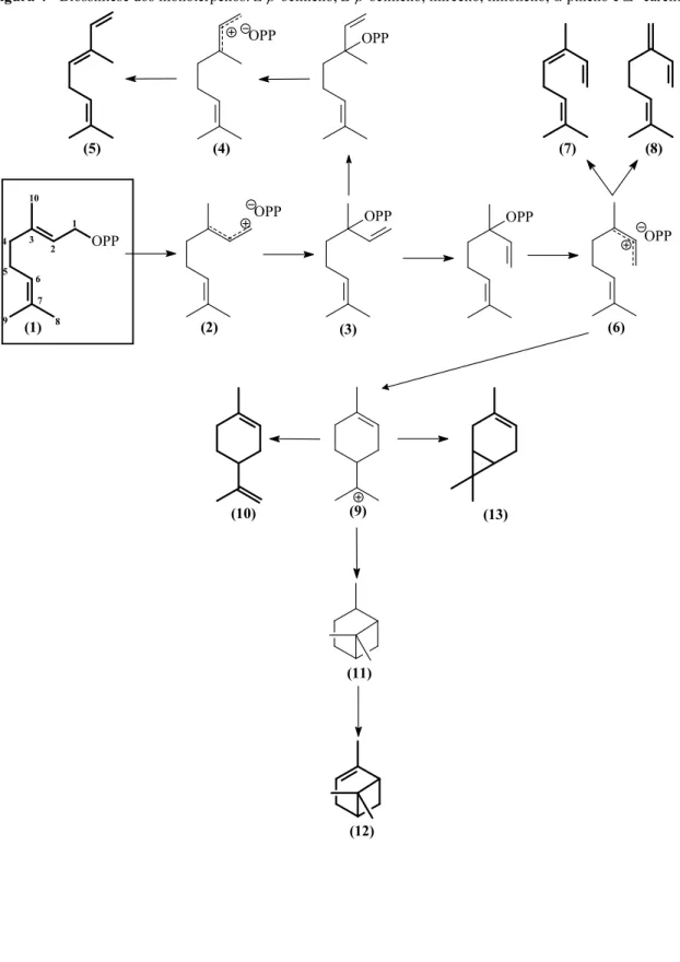 Figura 4 - Biossíntese dos monoterpenos: Z-β-ocimeno, E-β-ocimeno, mirceno, limoneno, α-pineno e Δ 3 -careno