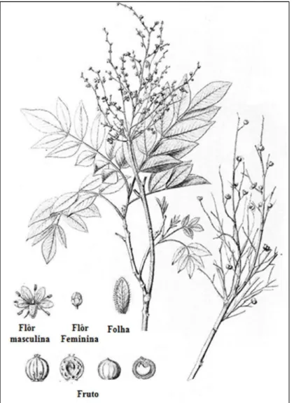 Figura 5 - Prancha revelando as características botânicas de Myracrodruon urundeuva   (Adaptado de MARTIUS, 1876)