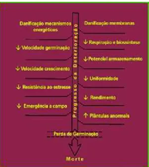 Figura 2 – Sequência proposta de modificações ocorridas no desempenho de sementes durante o processo de  deterioração (Fonte: Delouche, 2002)