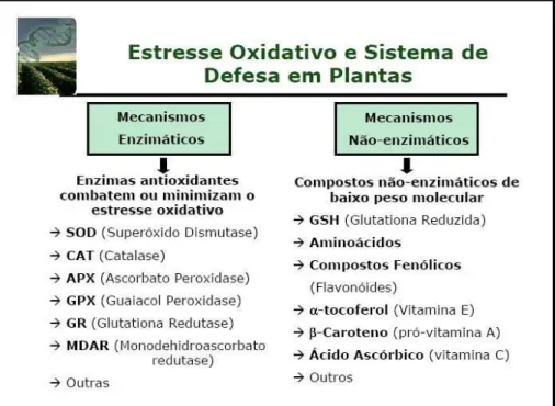 Figura 6 – Mecanismos enzimáticos e não enzimáticos de defesa das plantas ao estresse oxidativo