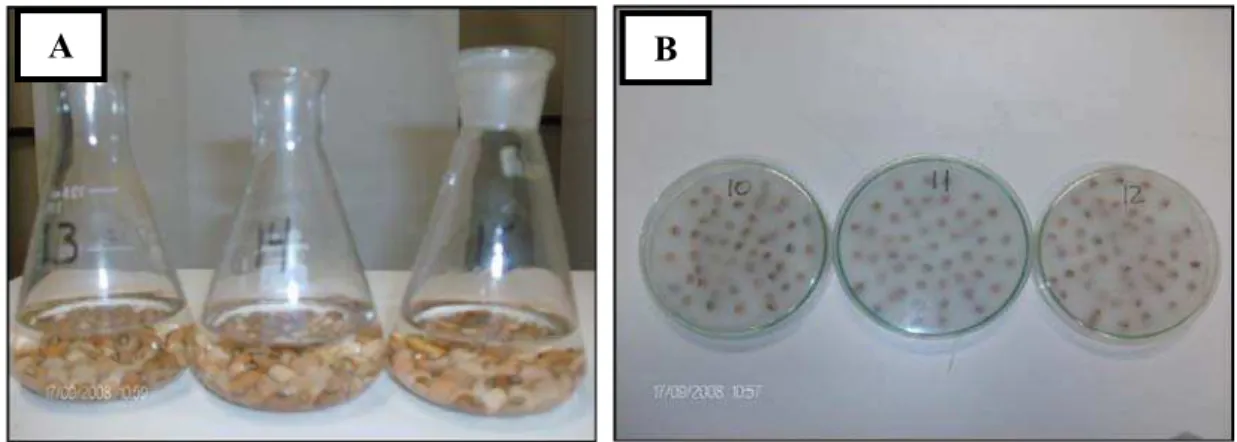 Figura 12 – Diferentes métodos de aplicação exógena de ácido ascórbico em sementes de feijão-de-corda: (A) =  Submersão em solução no Erlenmeyer e (B) = Embebição em papel germitest na placa de petri