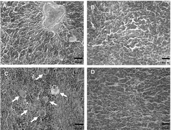 Fig. 2. Effect of Himatanthus drasticus latex proteins (HdLP) on spleens of mice transplanted with sarcoma 180 tumor