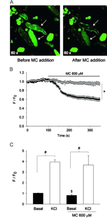 Fig. 6. Effects of methyl cinnamate on Fluo-4 loaded freshly isolated colonic smooth muscle cells