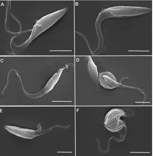 Fig. 2. Scanning electron microscopy of control epimastigotes (AeB) and treated epimastigotes with IC50 of DqV (CeD) and 2 x IC50 of DqV (EeF)