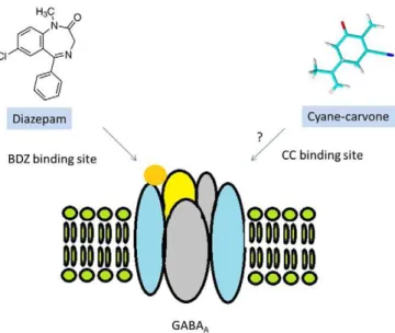 Fig. 2 shows the possible mechanism of action of cyane-carvone, in- in-volving binding site (diferent of BDZ binding site) in GABA A receptor.