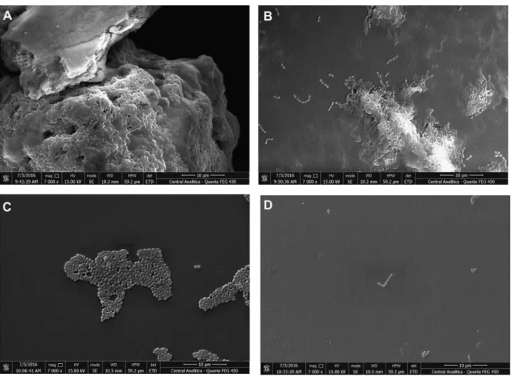 Fig. 6 Scanning electron microscopy of bacterial bioﬁlms. a S. mutans bioﬁlm in presence of S501 (250 µg/ml) and b absence; c S