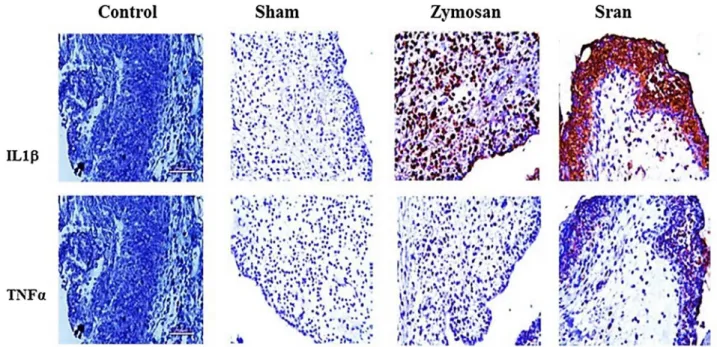 Fig. 6. Representative immunohistochemistry of TMJ tissues for IL-1 b (upper panel), and TNF- a (lower panel) from rats at the sixth hour after zymosan injection