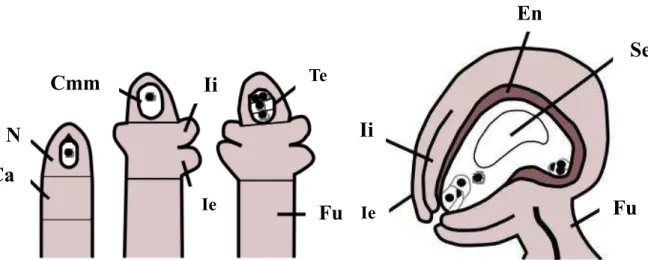 Figura  1.  Representação  esquemática  do  desenvolvimento  do  óvulo  de  Arabidopsis  thaliana