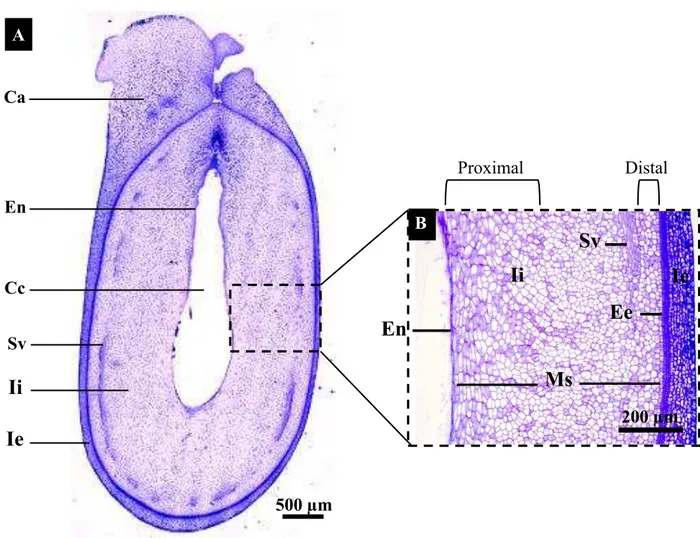 Figura 10. Anatomia de sementes de J. curcas, 10 dias após a polinização (DAP). (A) Secção  longitudinal mostrando os tecidos que constituem a semente com 10 DAP