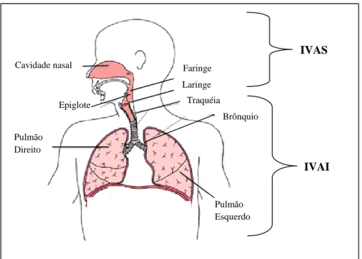 Figura 1. Modelo representativo do aparelho respiratório.