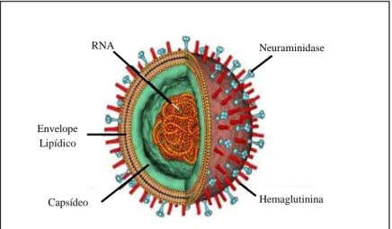 Figura 2. Modelo representativo do vírus influenza.