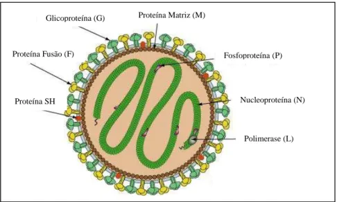 Figura 6. Modelo representativo do metapneumovírus humano. 