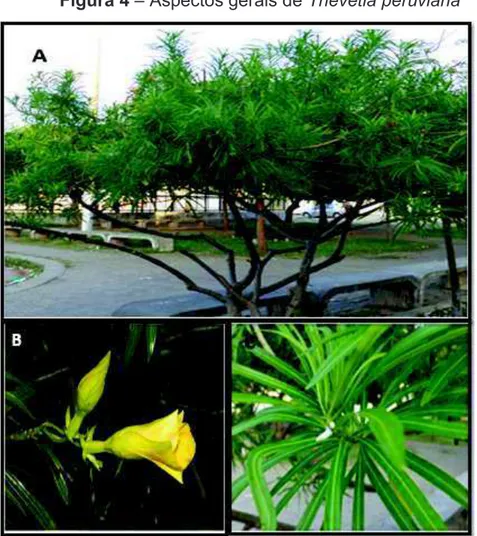 Figura 4  –  Aspectos gerais de Thevetia peruviana 