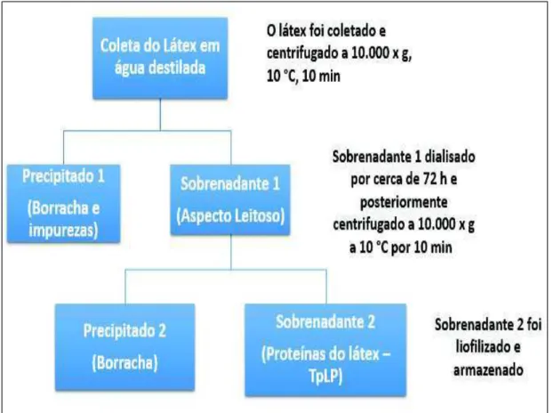 Figura  6  –   Esquema  geral  de  obtenção  da  fração  proteica  do  látex  de  Thevetia  peruviana (TpLP)