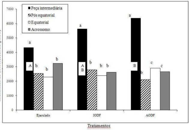 Figura  2.4:  Comparações  quantitativas  da  intensidade  de  ligação  da  proteína  BSP-A1/A2  a  regiões  específicas  da  membrana  (acrossomo  intacto)  de  espermatozóides  bovinos  ejaculados e após contato com os fluidos do oviduto