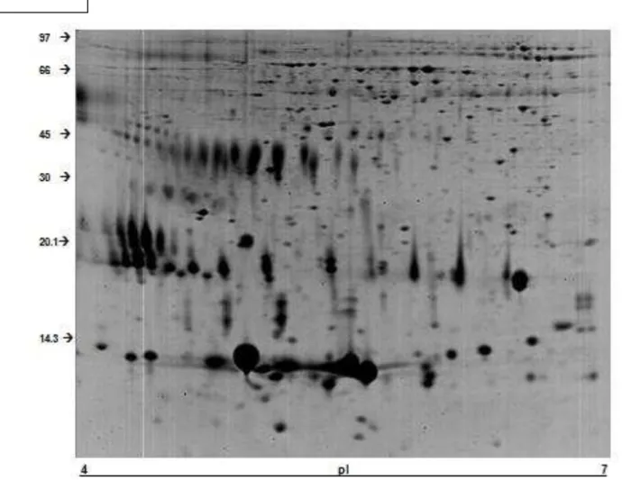 Figura  1.  Mapa  bidimensional  das  proteínas  do  plasma  seminal  de carneiros  da  raça  Santa  Inês  adultos