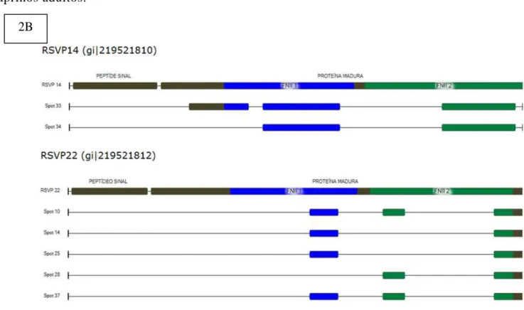 Figura  2B.  Representação  gráfica  da  seqüência  de  peptídeos  identificados  através  da  ferramenta  Mascot  (www.matrixscience.com)  mostrando  a  distribuição  dos  domínios  para  as  proteínas  RSVP  14  e  22  através  do  aplicativo Caititu