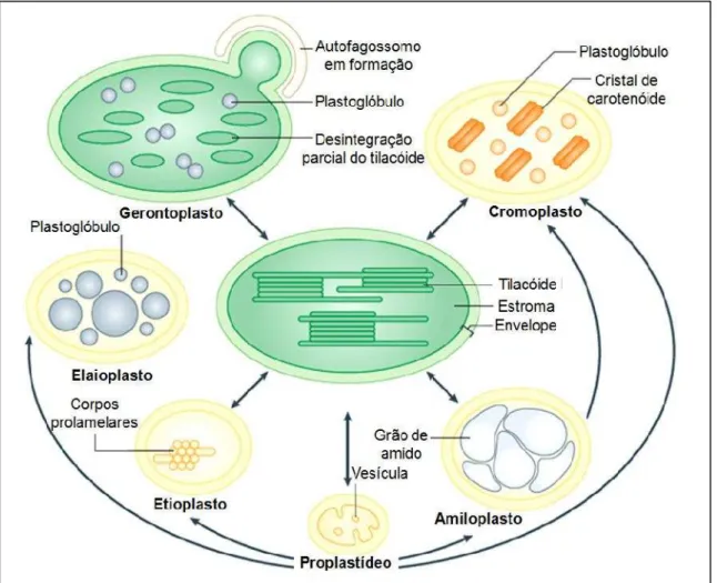 Figura  6 - Diversidade  de  formas  de  plastídeos  (proplastideos, cloroplastos,  amiloplastos, cromoplastos, etioplastos, elaioplastos e gerontoplastos) e suas interconversões