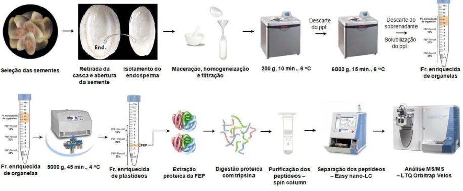 Figura 8 - Processo adotado para o preparo da amostra para ser analisada por espectrometria de massa.