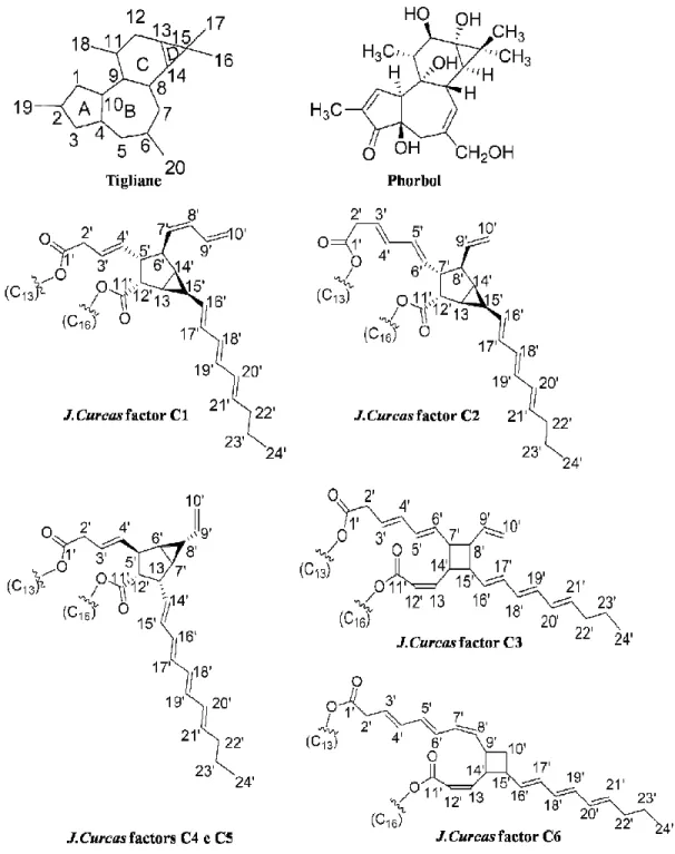 Figure  2:  Figure  shows  the  structure  of  PE  backbone  (Tigliane  and  Phorbol)  and  the  various types of PE identified from Jatropha curcas (C1 to C6) (Evans 1986 apud Goel  et al., 2007; Haas et al., 2002)