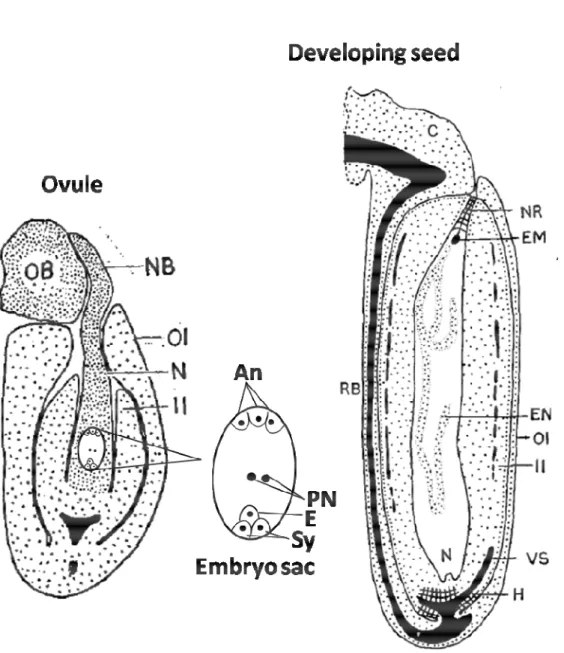 Figure  3:  Jatropha  curcas  ovule  and  developing  seed  structure  (Singh,  1970)