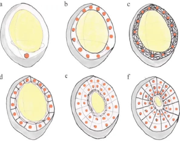 Figure  4:  Nuclear  endosperm  development  (Olsen,  2001).  (a)  Fertilized  triploid  nucleus