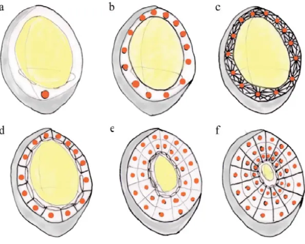 Figure  4:  Nuclear  endosperm  development  (Olsen,  2001).  (a)  Fertilized  triploid  nucleus