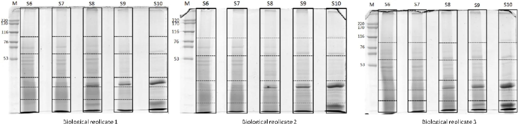 Figure  10:  SDS-PAGE  of  proteins,  extracted  from  endosperm  of  Jatropha  curcas  seeds  at  five  different  developmental  stages