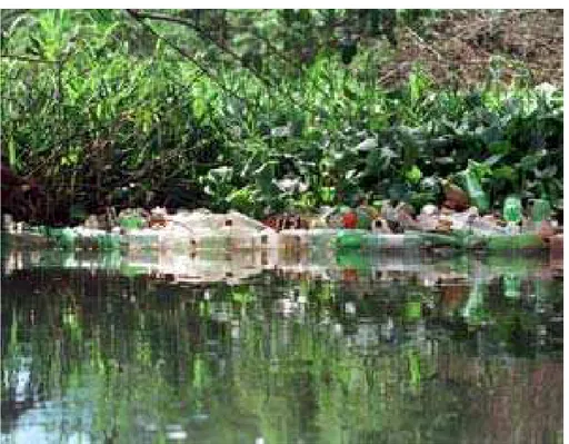Figura 3.3 - Lixo plástico acumulado nos aguapés do rio Cocó. Fonte: 