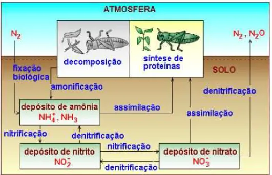 Figura 4.3 – Ciclo do nitrogênio. Fonte: USP (2008) 