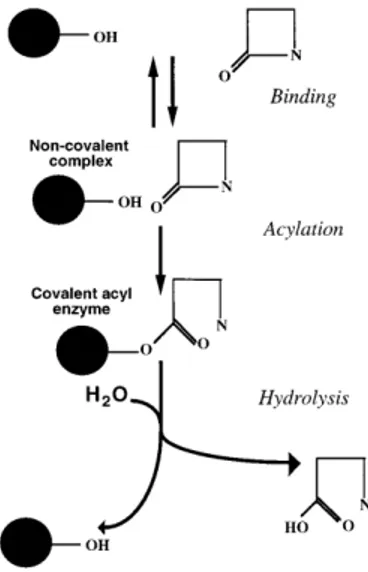 Figura 2: Mecanismos de ação das serino- β -lactamases 
